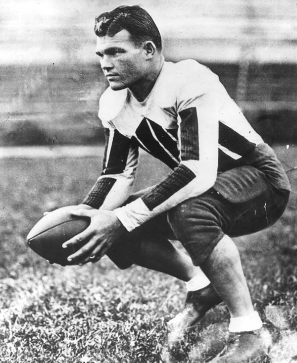 Elkins Bull